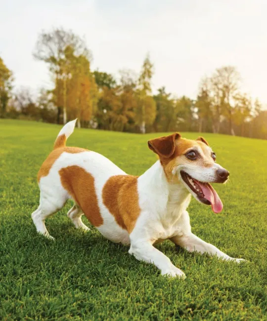 Dog Days Info Image